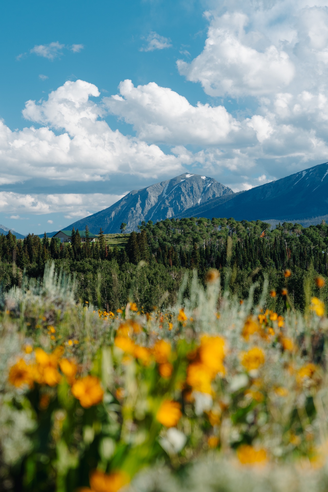 Mountain wildflowers and scenery near Cedars 42 Breckenridge