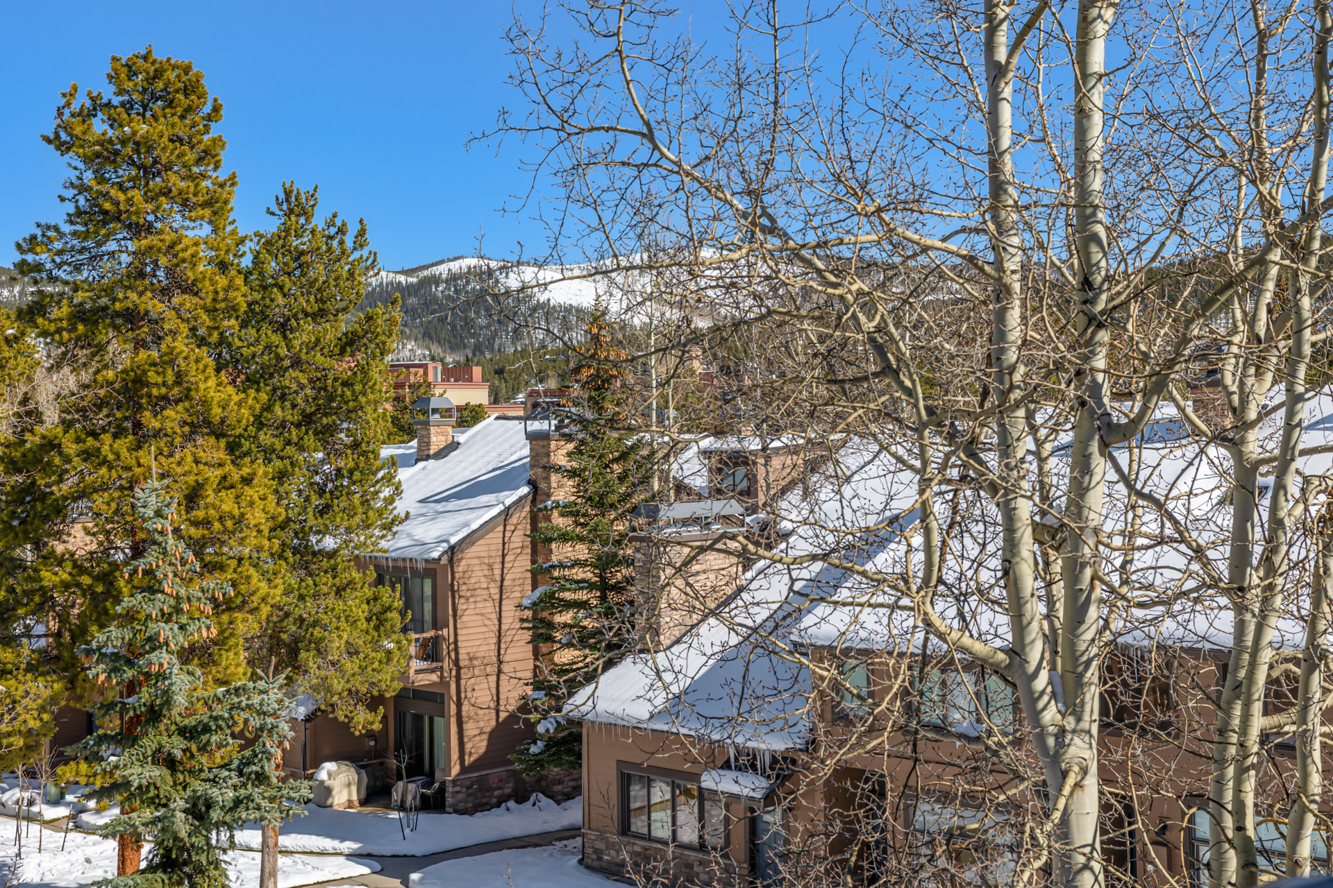 Winter rooftops and pine trees near Cedars 42